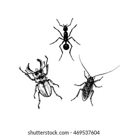 Insects. Illustration beetle, ant and roach