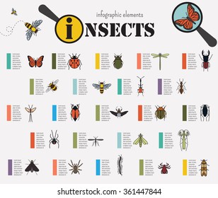 Insects infographic template. Vector illustration