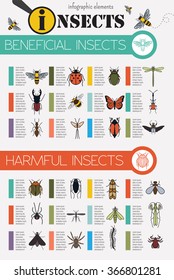 Insects infographic template. Vector illustration