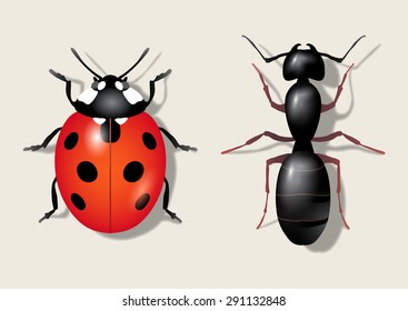 Insects: ladybug and ant. Vector illustration