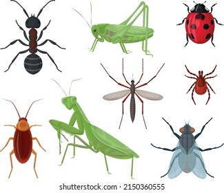 Insects. A large set with insects such as an ant, a grasshopper, a ladybug and a mosquito, a cockroach tick and also a mantis and a fly. Collection of insects, vector