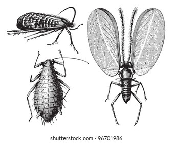 Insects - left above Caddisfly (Phrygaena antiqua), left under Monophlebus pinnatus, right Aphis hirsuta (Tertiary period) / Vintage illustration from Meyers Konversations-Lexikon 1897