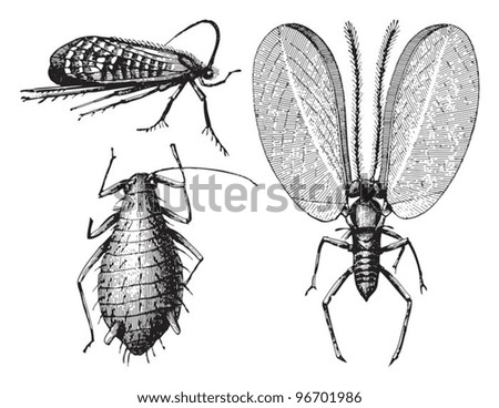 Insects - left above Caddisfly (Phrygaena antiqua), left under Monophlebus pinnatus, right Aphis hirsuta (Tertiary period) / Vintage illustration from Meyers Konversations-Lexikon 1897