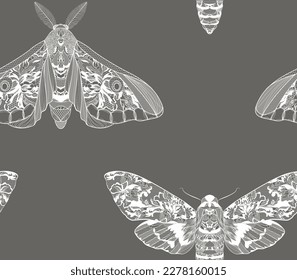 Insects moth. Vector illustration. Seamless lace pattern