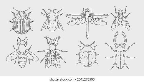 Insects outline elements collection. Meadow bugs line isolated set. Different beetles in contour design.