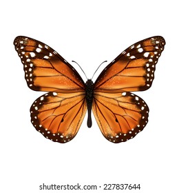 Insects realistic colored butterfly isolated on white background vector illustration