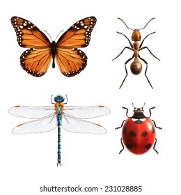 Insects realistic colored decorative icons set with ladybug dragonfly ant butterfly isolated vector illustration