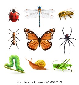 Insects realistic colored decorative icons set with ladybug snail wasp isolated vector illustration