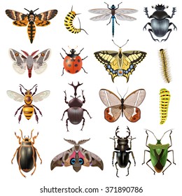 Insects Realistic Icons Set With Butterfly And Beetles Isolated Vector Illustration 