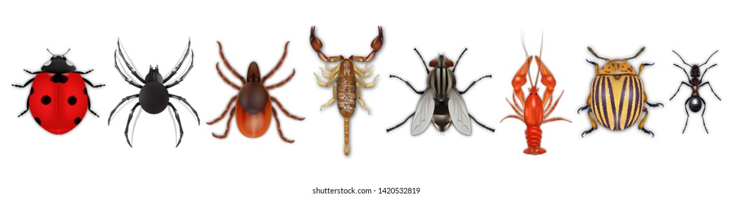 Insects realistic icons set with colorado potato beetle, ladybug, fly, scorpion, cancer, spider, tick, ant isolated on white background. Vector illustration eps10