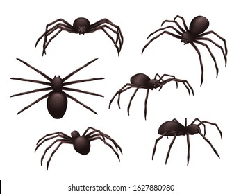 Insects realistic. Spider danger venom horror poisonous black symbols vector set