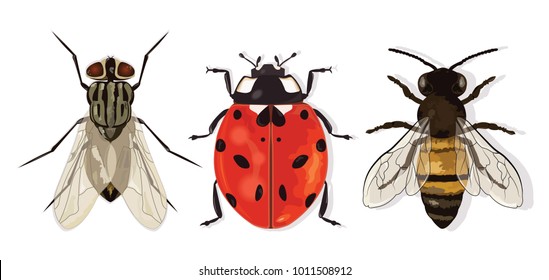 Insects Set. House Fly, Ladybug And Bee. Vector.
