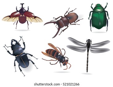 insects set, Illustration of the different insects on a white background. bug set.