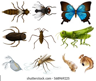 Insects set on white background illustration