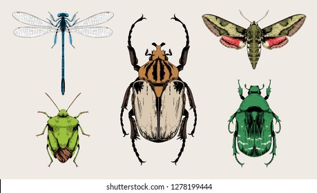 Insects set vector hand drawn illustrations.  Goliath beetle (Goliathus cacicus), Blue damselfly, Spurge hawk-moth (Hyles euphorbiae), Green shield bug, Rose chafer (Cetonia aurata).