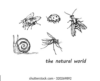 insects sketch 