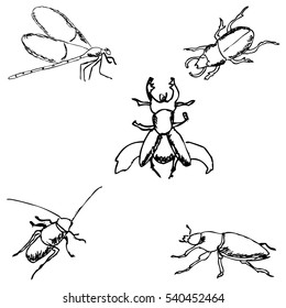 Insects. A sketch by hand. Pencil drawing