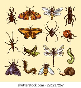 Insects sketch colored decorative icons set with ladybug caterpillar wasp isolated vector illustration