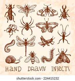 Insects sketch decorative icons set with dragonfly fly butterfly isolated vector illustration