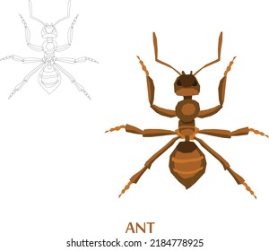 Insects Sketch to Vector Illustration 