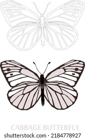 Insects Sketch to Vector Illustration 