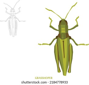 Insects Sketch to Vector Illustration 