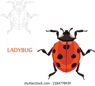 Insects Sketch to Vector Illustration 