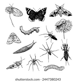 Insects, spiders and snail hand-drawn illustration in engraving style. Big set of invertebrate, ink illustrations. Vector isolated elements.