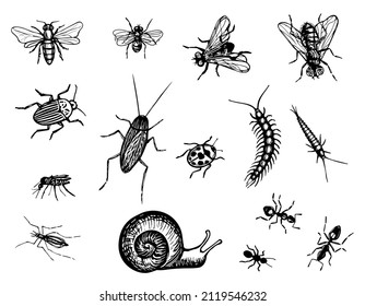 Inspira el dibujo vectorial. Esbozo blanco y negro de escarabajos, moscas, mosquitos, caracoles, insectos, hormigas, abejas, cucarachas, ciempiés. Ilustración de grabado a mano. Inscripción de plagas en un fondo blanco