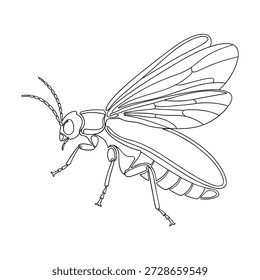 Dibujo de Vector de insectos, ilustración detallada de contorno de mosca