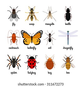 Insects vector over white background.  Insect icons with captions