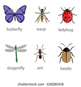 Insects vector over white background. Insect icons with captions