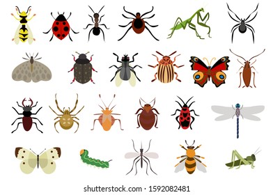 Insects vector set. Butterfly, bee ants illustration.