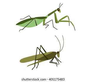 Insects vector set. Vector Mantis and vector grasshopper isolated on white background. Mantis and Grasshopper in flat style. Insect cartoon set. Grasshopper isolated. Insect cartoon set.