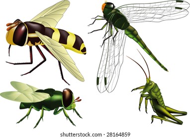 insects wasp  fly  grasshopper  dragonfly