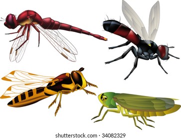 insects wasp fly grasshopper dragonfly