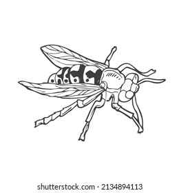 insectos, avispas al estilo de garabatos. Vector. Abeja de arte de línea dibujada a mano