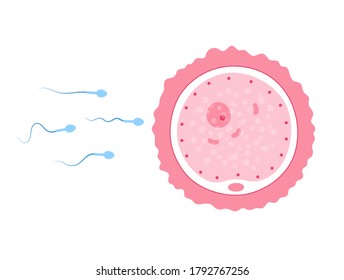 Insemination and fertalization concept. Female and male egg cell icon. Human sexual reproductive system and pregnancy flat vector illustration. Diagram for clinic, laboratory and education.