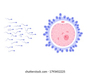 Insemination and fertalization concept. Female and male egg cell icon. Human sexual reproductive system and pregnancy flat vector illustration. Diagram for clinic, laboratory and education.