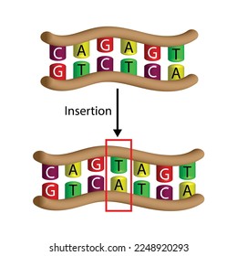 Insertion mutation, involves the addition of one or more nucleotides into a segment of DNA. Changing sequence of G and C, T and A on DNA strand. Genomics, Scientific design, Vector illustration.