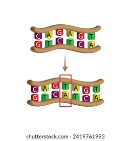 Insertion mutation, involves the addition of one or more nucleotides into a segment of DNA. Changing sequence of G and C, T and A on DNA strand. Genomics, Scientific design, Vector illustration.