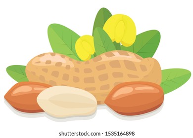 Inshell peanuts and peeled with leaves and flowers, EPS 10