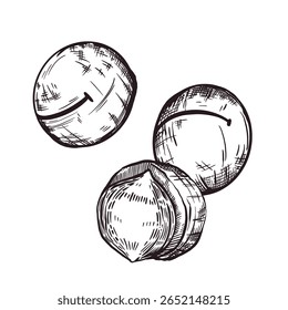 Tuerca de macadamia sin cáscara y sin cáscara, dibujada a mano en Vector. Ilustración vectorial. Para imprimir en envases de alimentos, diseño de etiquetas, vajilla e impresión de telas. Ilustración vectorial