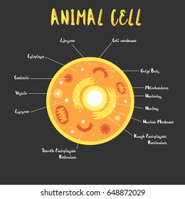 Inside the animal cell structure illustration vector 