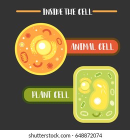 Inside The Animal Plant Cell Structure Illustration Vector 