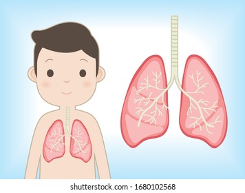 Inside body of a man. Especially lungs. Healthy and not infection lungs. Feeling fine man. Not Attacked by  Corona Covid19 Virus.