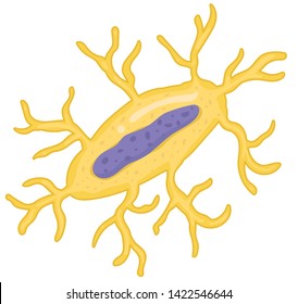 Inside The Bone - Osteocyte Cell