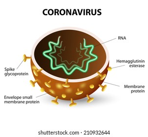 Inside Of A Corona Virus. Coronavirus Is A Strain Of Virus That Causes A Of Illness In Humans, From The Common Cold To SARS.