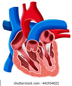 Inside diagram of human heart illustration