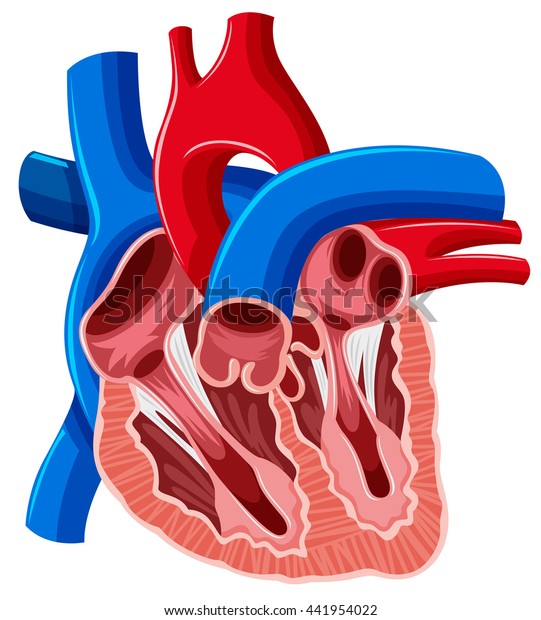 Inside Diagram Human Heart Illustration Stock Vector (Royalty Free ...